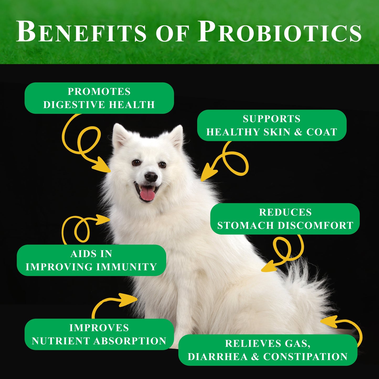 Probiotics for Dogs | All-Natural Dog Probiotic Soft Chews with Enzymes, Prebiotics, Pumpkin | Promotes Digestive Health, Improves Allergy & Immunity - 360 Count (Pack of 4 X 90Ct)